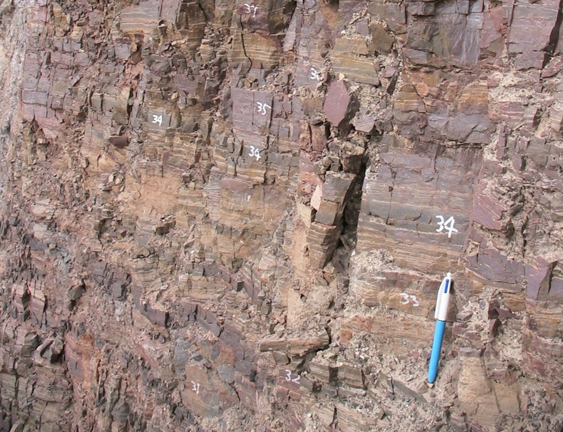 5億年前の化石「small shelly fossils」の謎を解明したい