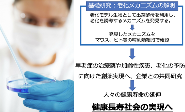 DNAから生物の老化機構を解明し、健康長寿社会を実現したい