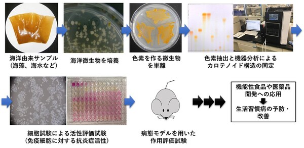 生活習慣病の予防に繋がる健康機能性カロテノイドを海洋から発掘する