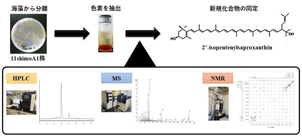 カロテノイド ―その多様性と生理活性― Amazon.co.jp: カロテノイド―その多様性と生理活性 : 高市 真一, 三室