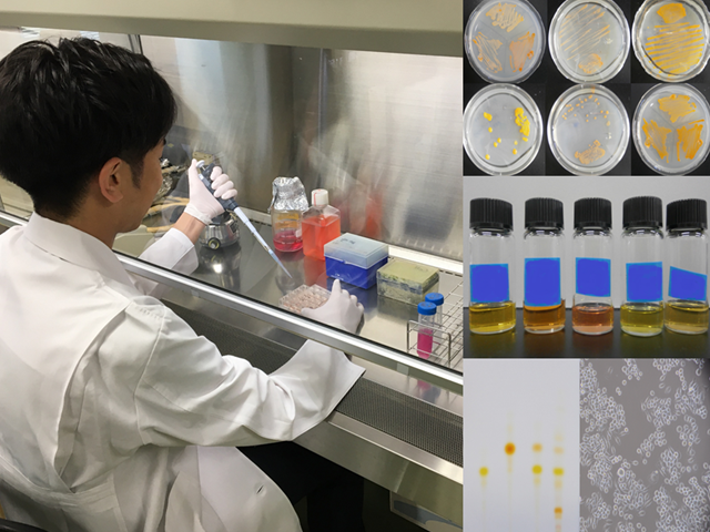 生活習慣病の予防に繋がる健康機能性カロテノイドを海洋から発掘する