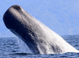 ドローンを使って、空からマッコウクジラを観察したい！ | academist