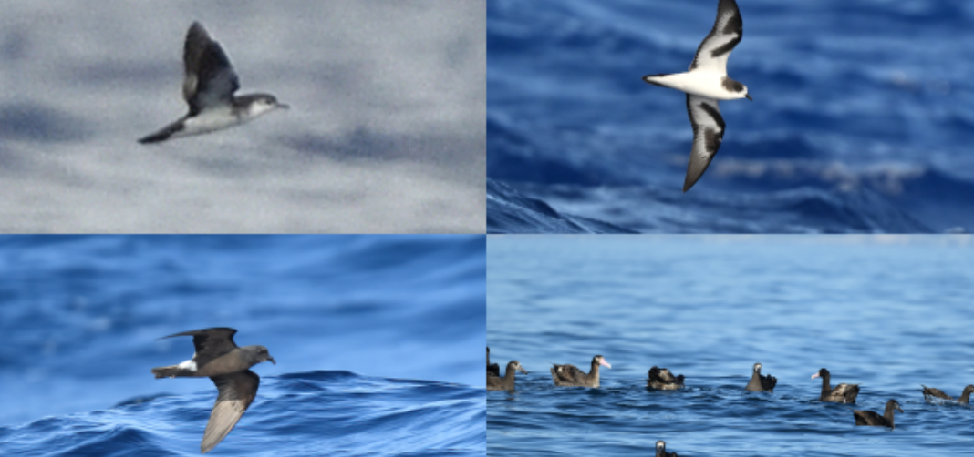 活動報告一覧(海鳥の分布を調べ、保全に活かす！) | academist